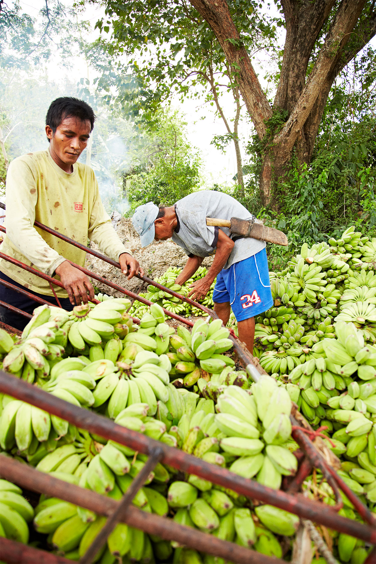 Banana_Philippines_Green-Banana_Plantains
