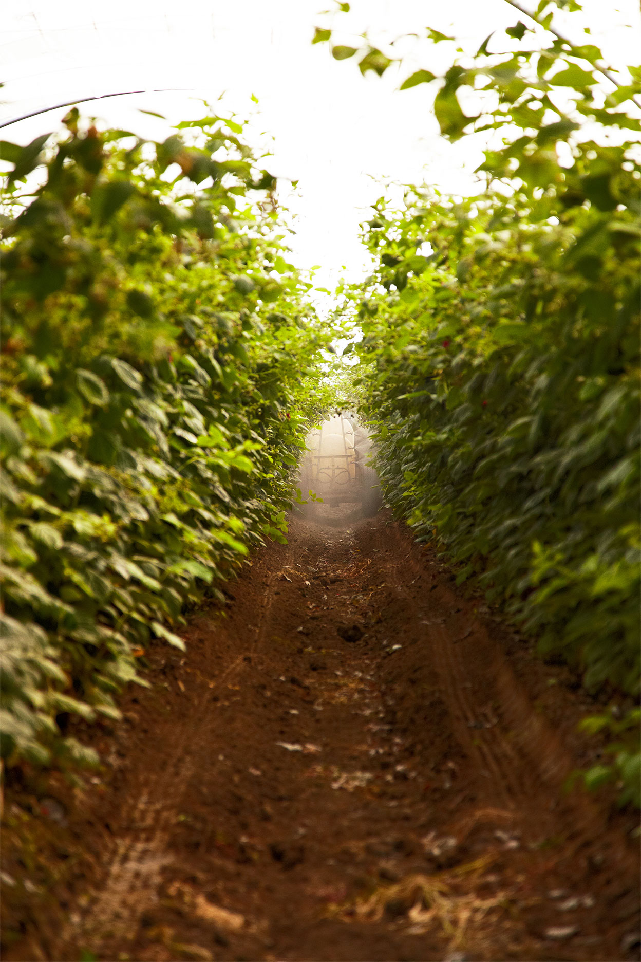Farm_Spray_Rasberry-Farm_Oxnard_California