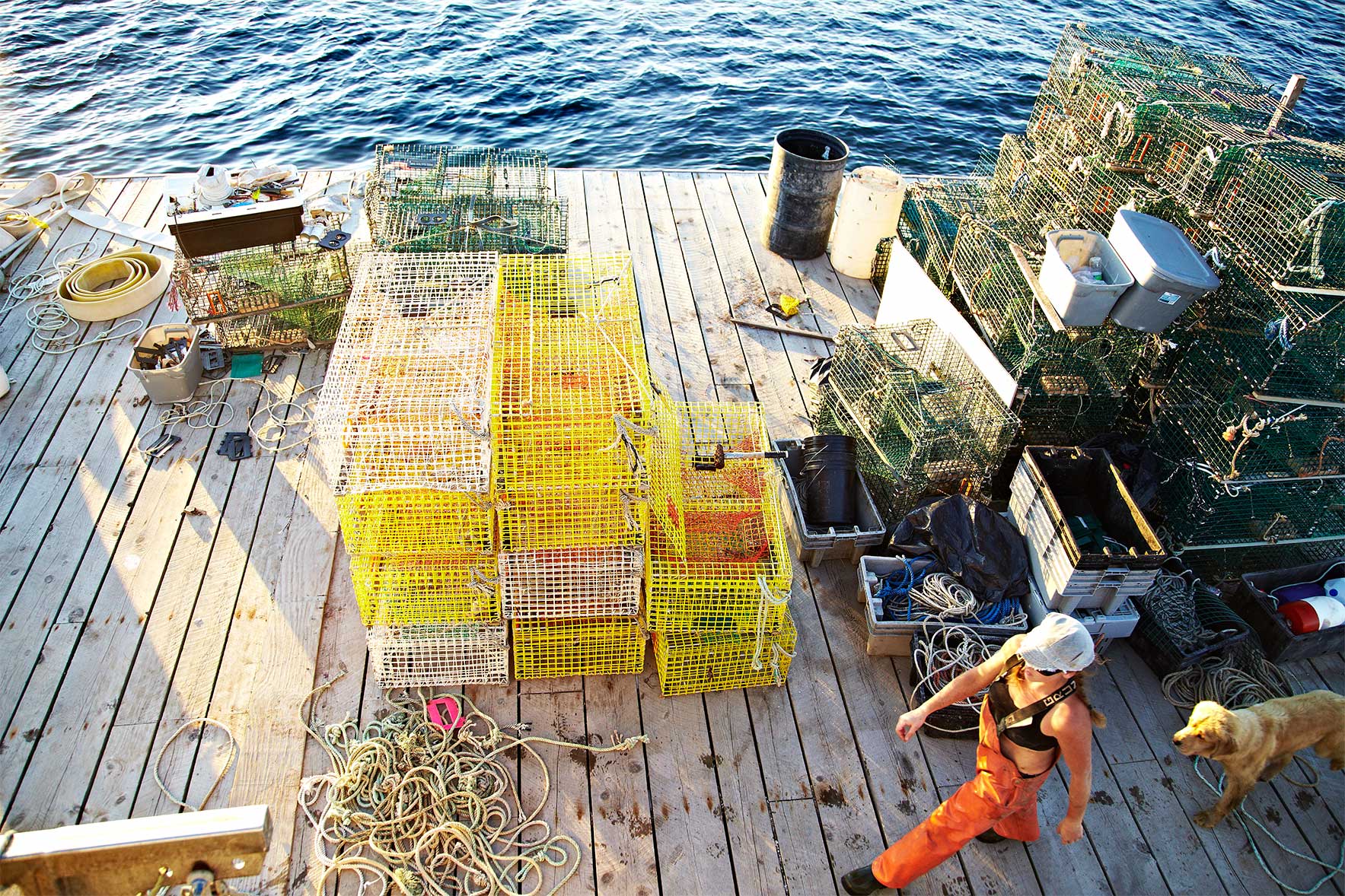 Lobster_Maine_Dog_Barge