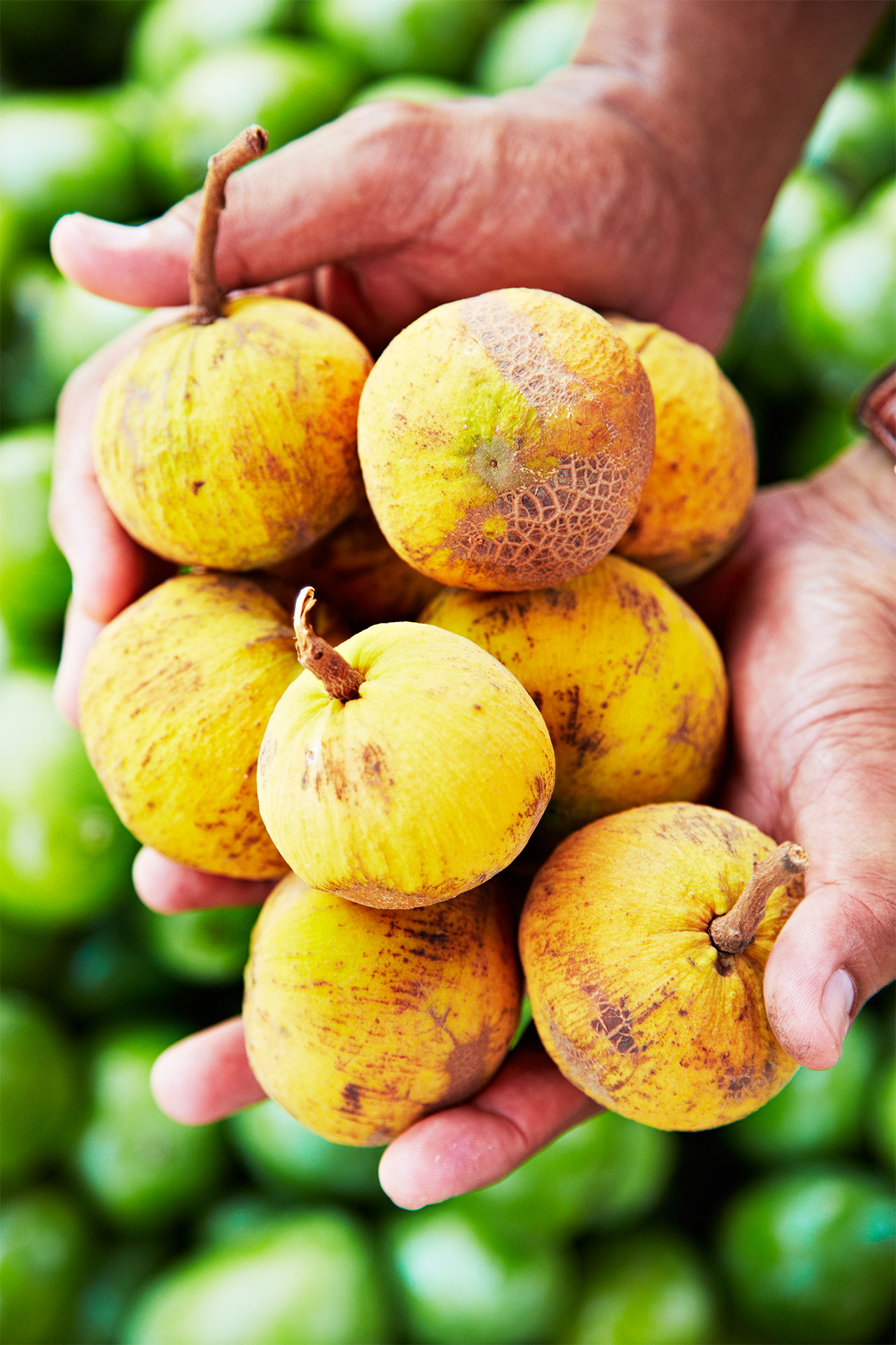 Santol_Philippines_Fruit_Hands-with-fruit_tropical